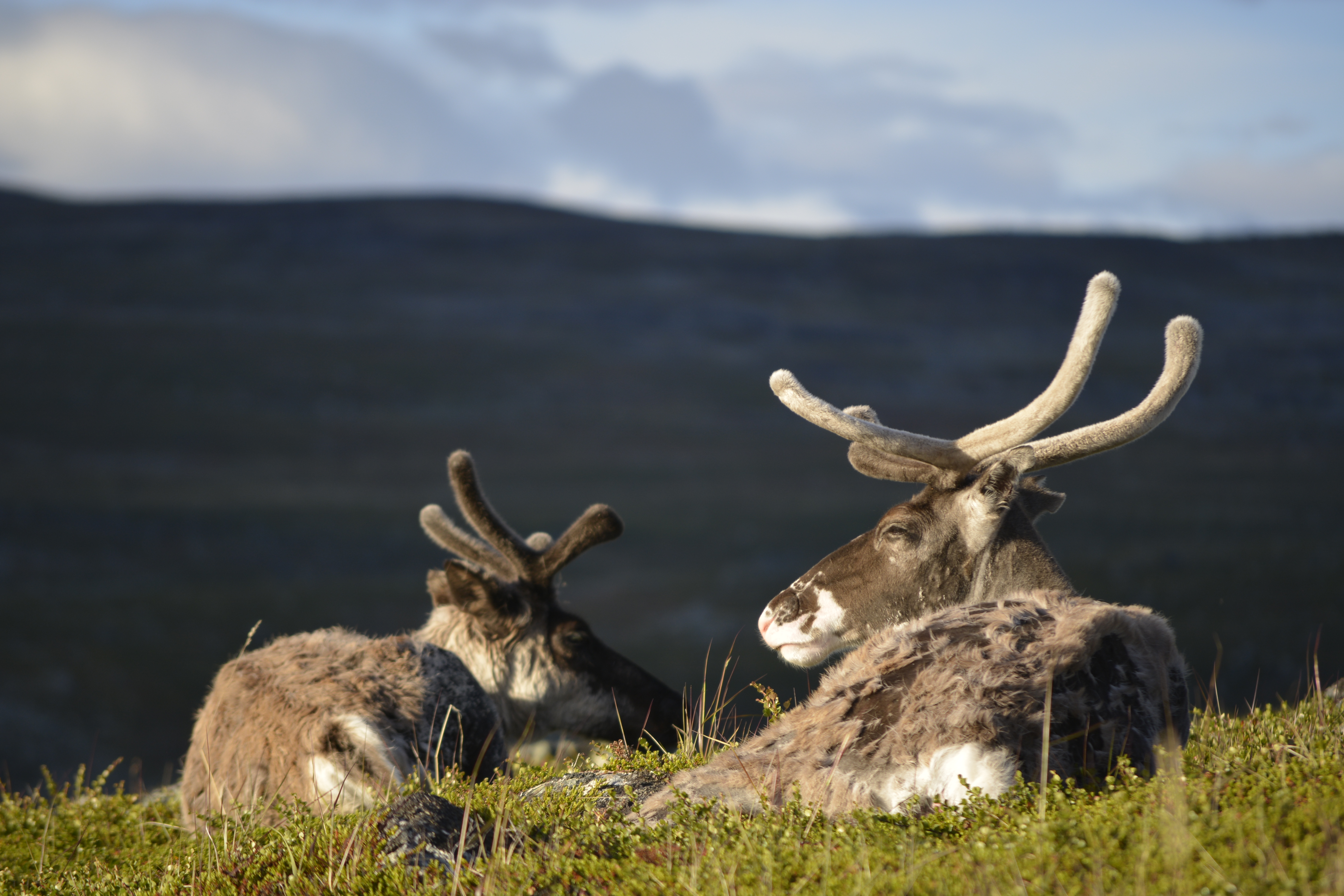 Reindeer
