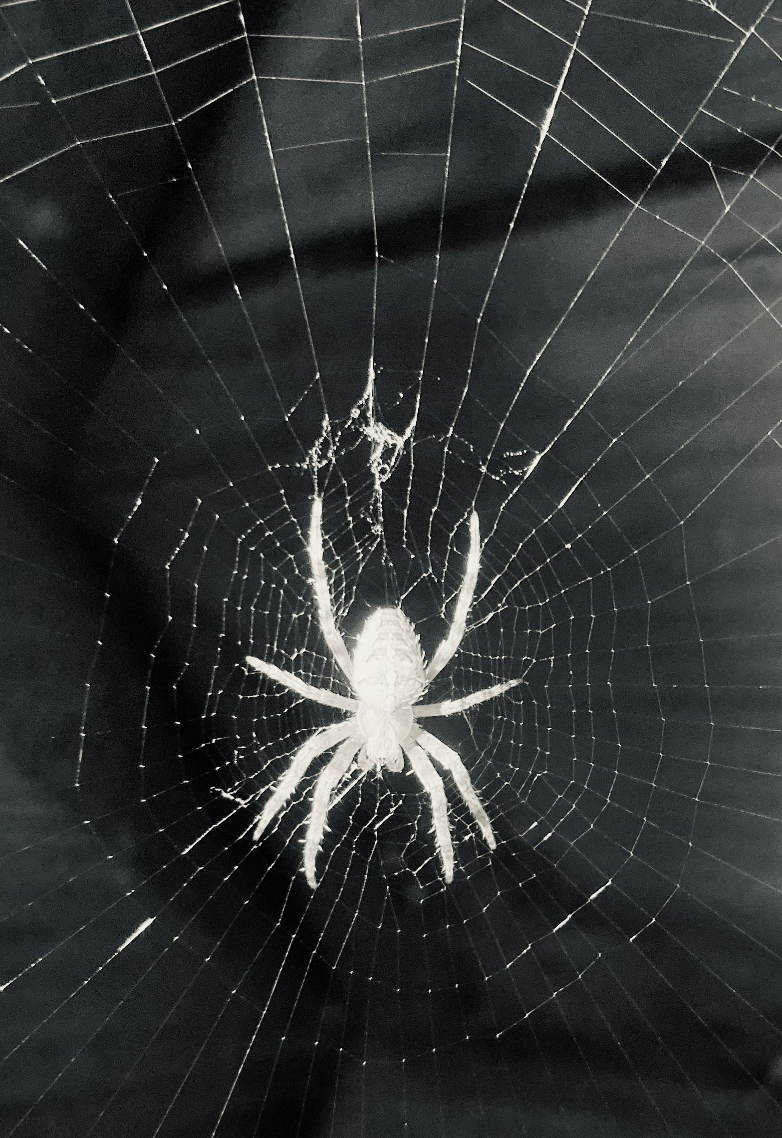 Spider